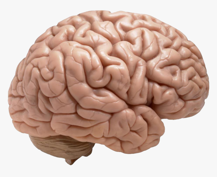 Brain Png - Does A Brain Look Like, Transparent Png, Free Download