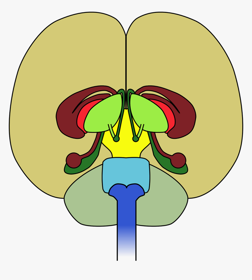 Brain Frontal View Cortex, HD Png Download, Free Download