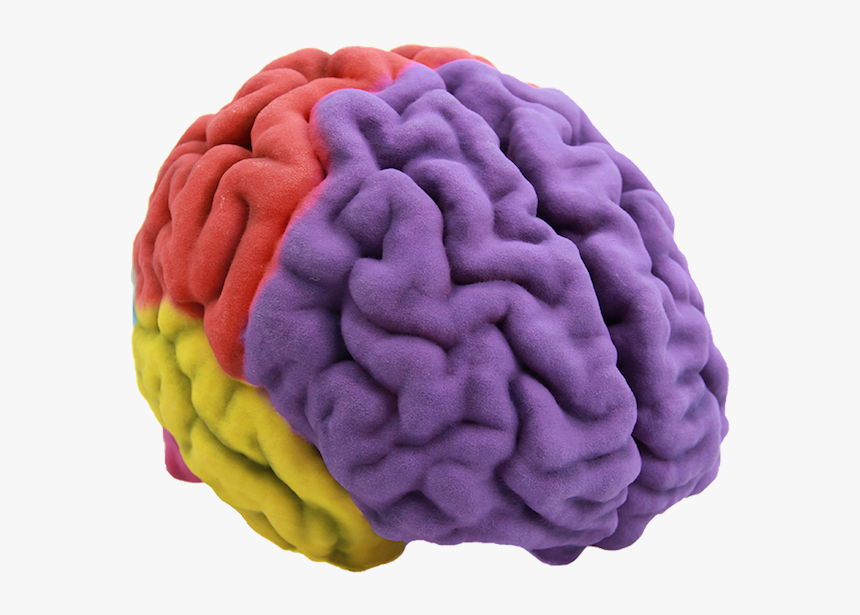 Human Brain 3d Printing Anatomy - Brain 3d Png, Transparent Png, Free Download