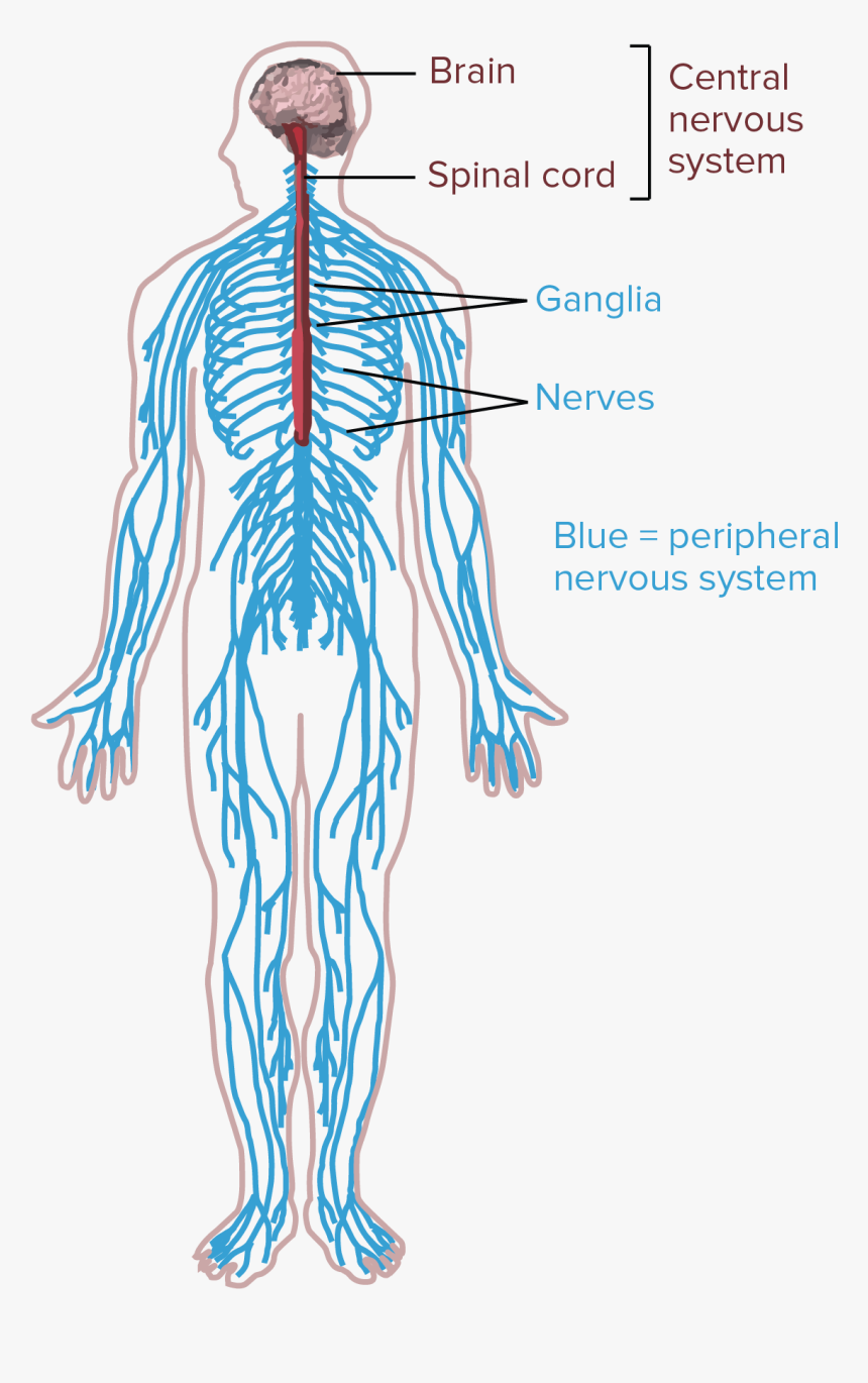 Diagram Of The Human Nervous System - Nervous System Drawing Easy, HD Png Download, Free Download