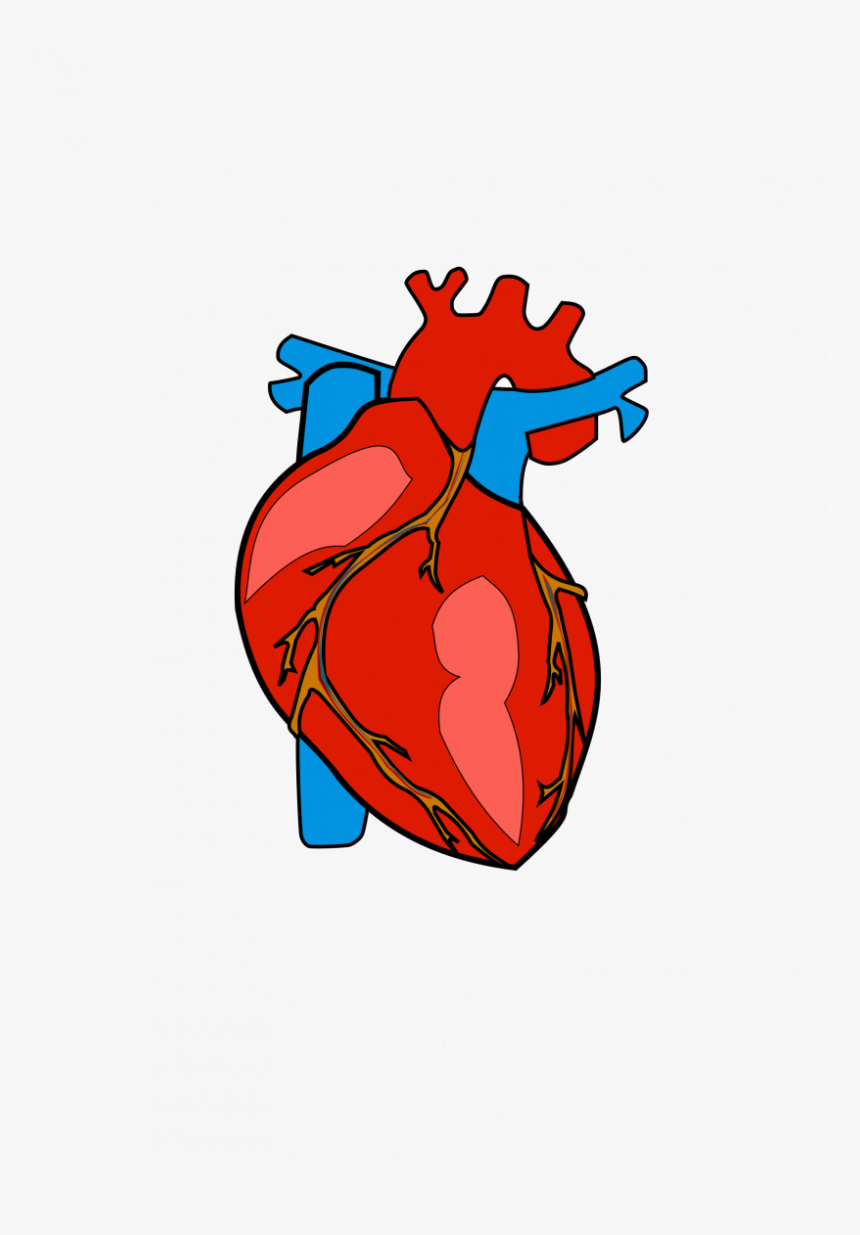 Body Heart Clipart - Transparent Background Human Heart Clipart, HD Png Download, Free Download