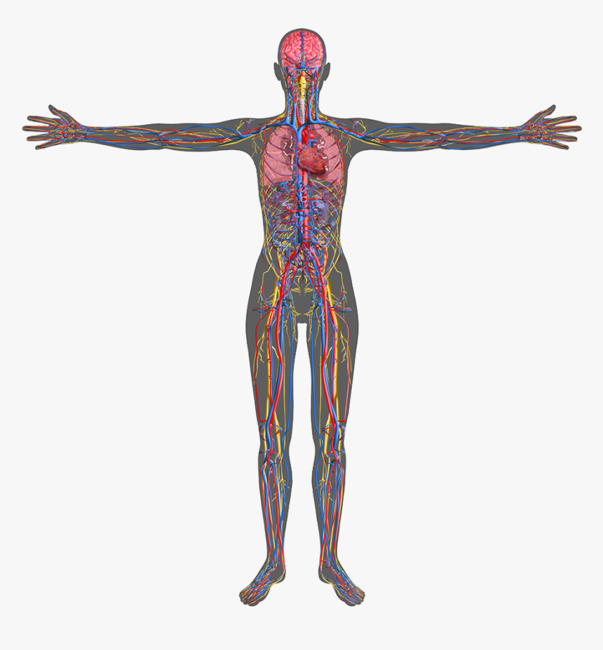 Human Body Science Transparent, HD Png Download, Free Download