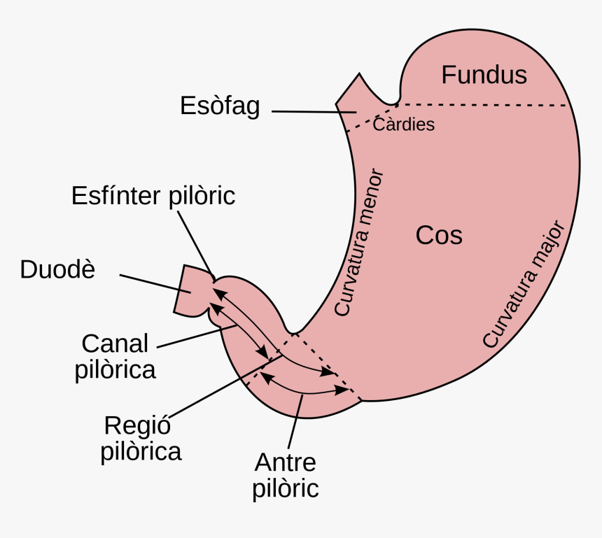 Angulus Stomach , Png Download - Parts De L Estomac, Transparent Png, Free Download