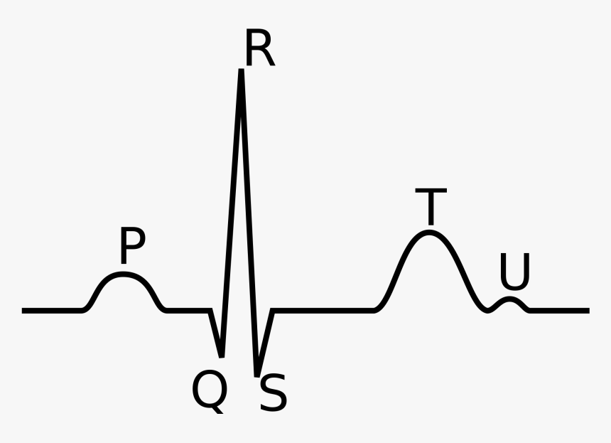 Parts Of The Heartbeat Cycle, HD Png Download, Free Download