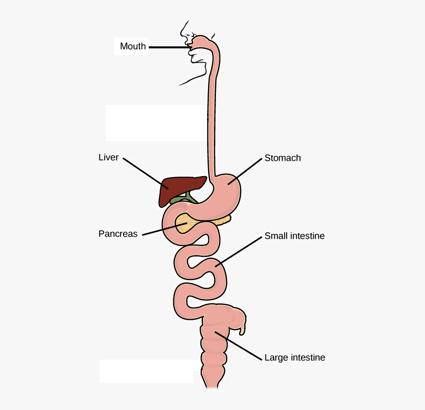 Starts At Mouth, Which Connects To Stomach - Simple Digestive System Cartoon, HD Png Download, Free Download