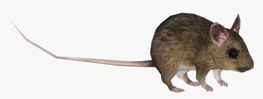 Mouse, HD Png Download, Free Download