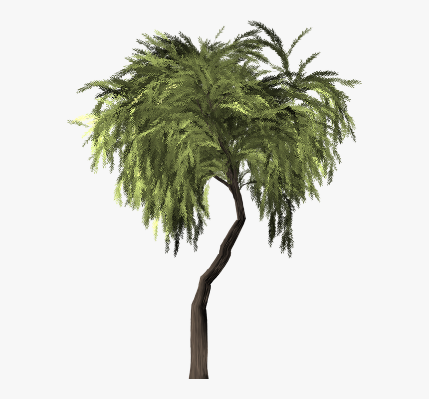 Arbol Tropical Png, Transparent Png, Free Download