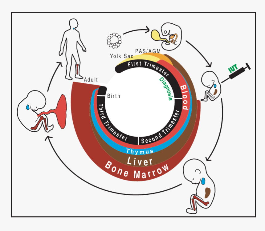 Humans Clipart Human Figure - Circle, HD Png Download, Free Download