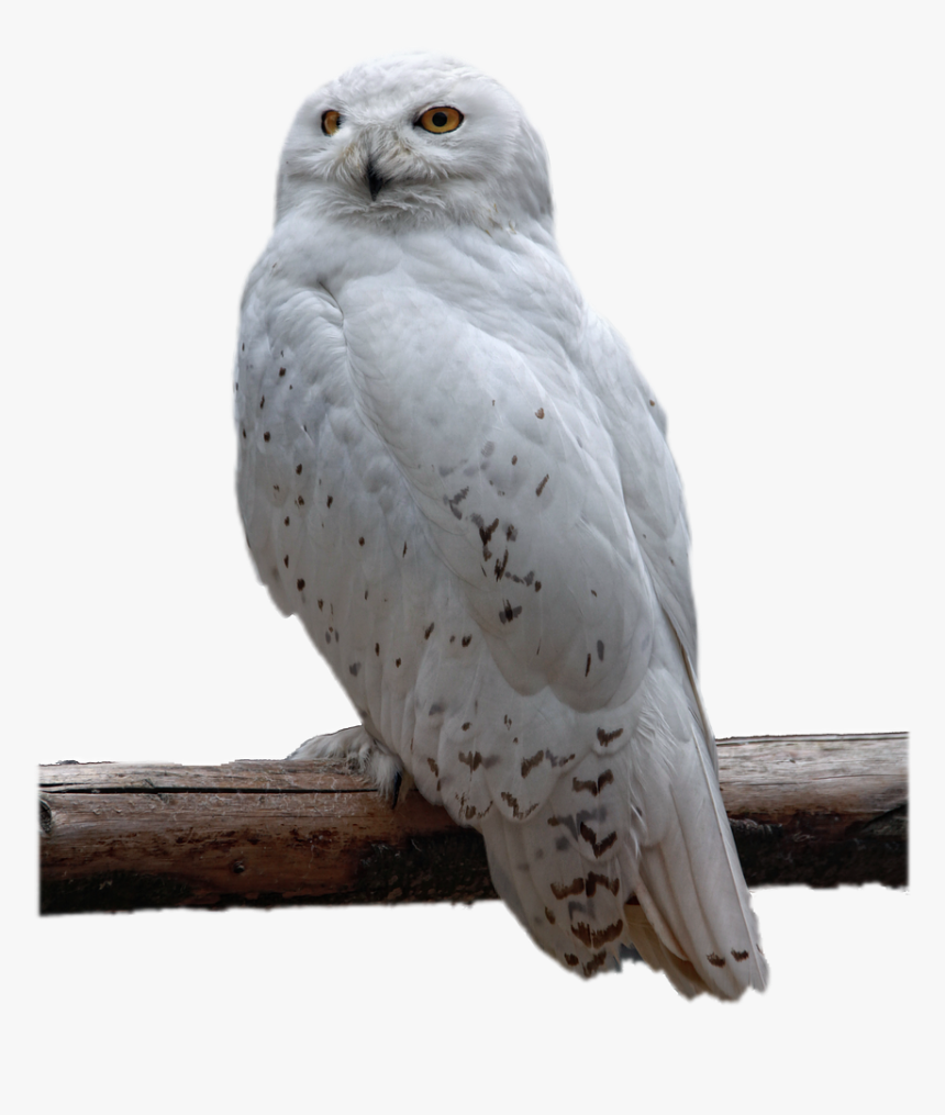 Transparent Background White Owl Png, Png Download, Free Download