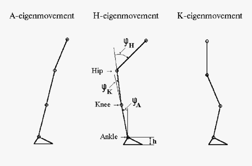 Angles In Human Body, HD Png Download, Free Download