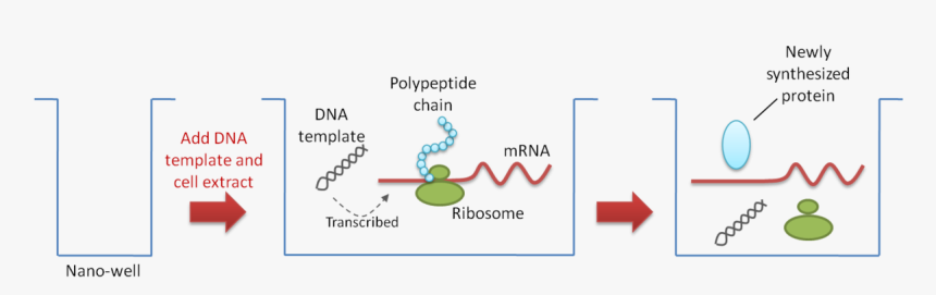 Figure 4 Nano Well - Protein Array, HD Png Download, Free Download