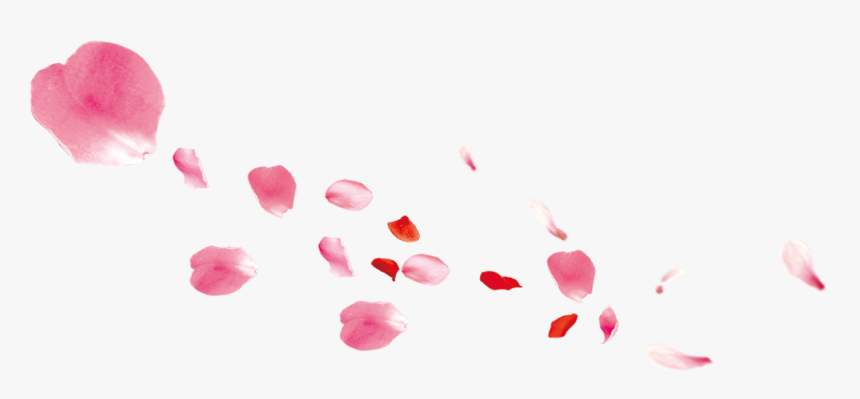 Falling Pink Petals Transpa Png Clipart Free Ya - Pink Rose Petal Falling, Transparent Png, Free Download