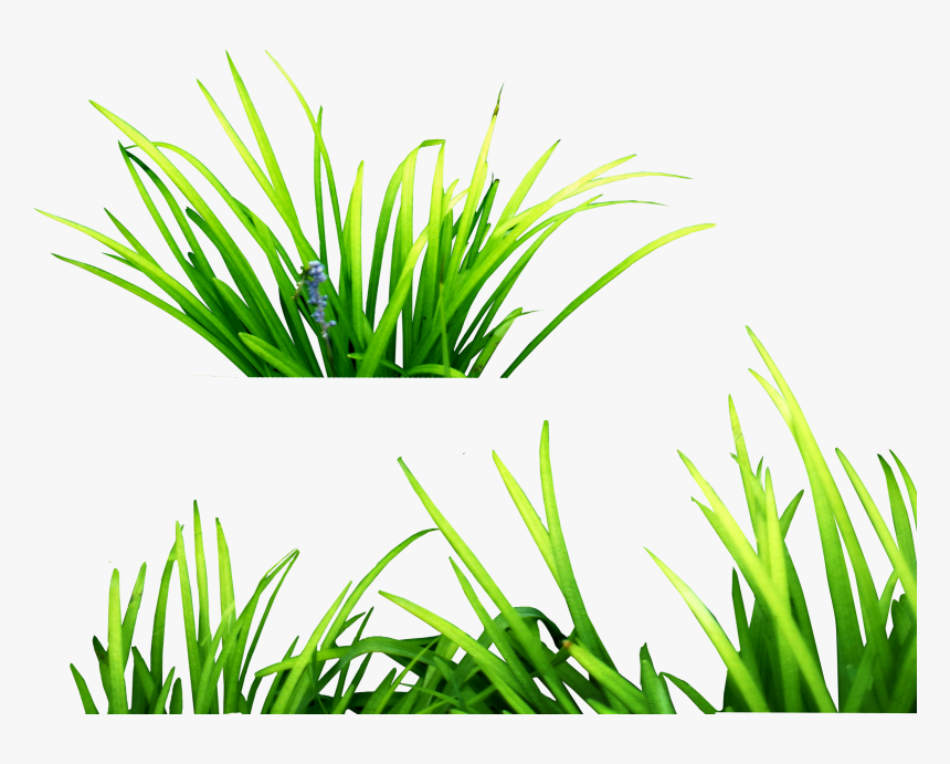 Grasses Clip Art - Grass Png For Picsart, Transparent Png, Free Download