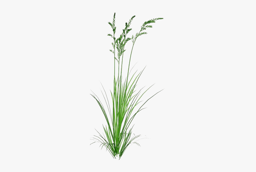 Green Beach Grass Png Photos - Beach Grass Png, Transparent Png, Free Download