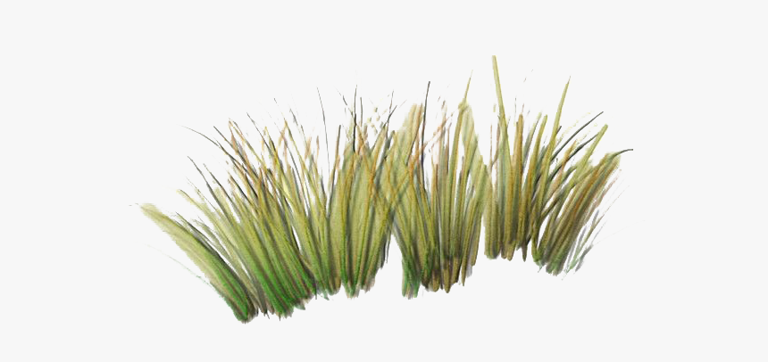 Green Beach Grass Png Clipart - Beach Grass Png, Transparent Png, Free Download