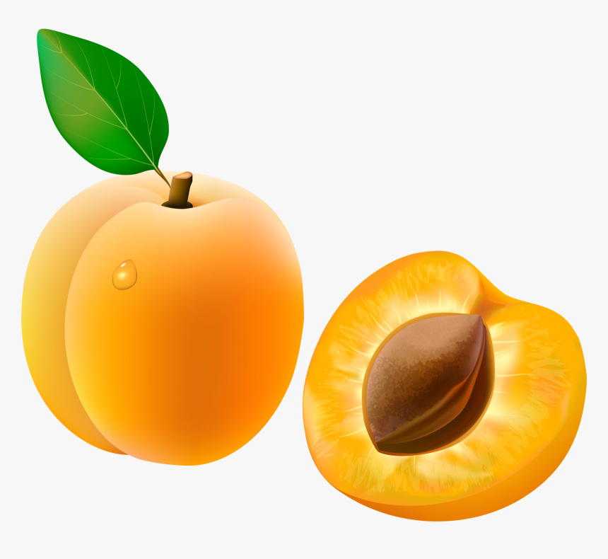 Italian Clipart European Food - Apricot Fruit Clipart, HD Png Download, Free Download