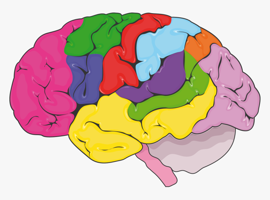 Cerveau Zones Fonctionnelles - Nervous System, HD Png Download, Free Download
