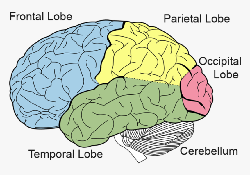 Brain Parts - Brain Lobes, HD Png Download, Free Download