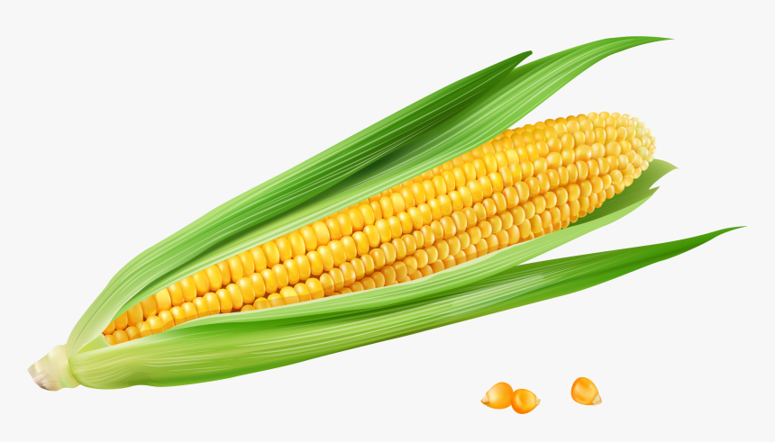 Corn On The Cob Maize Euclidean Vector Vecteur - Corn Cob Png, Transparent Png, Free Download