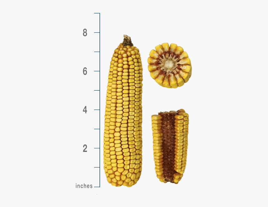 Corn Kernels, HD Png Download, Free Download