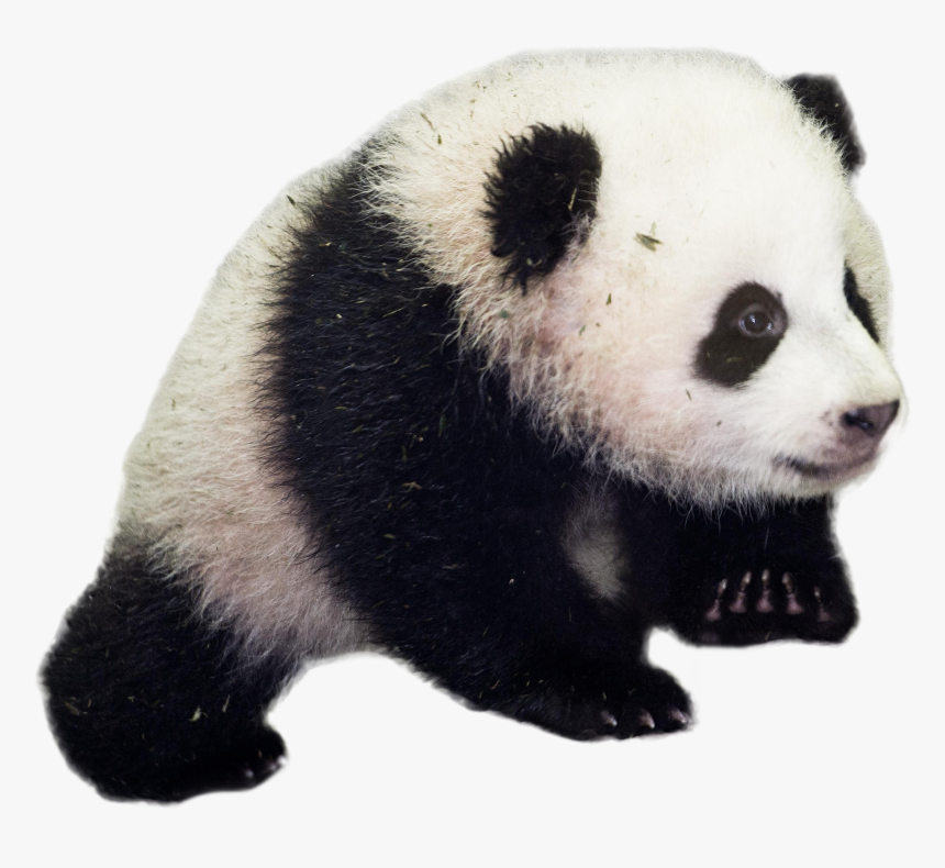 Baby Panda Png Image - Giant Panda Png, Transparent Png, Free Download