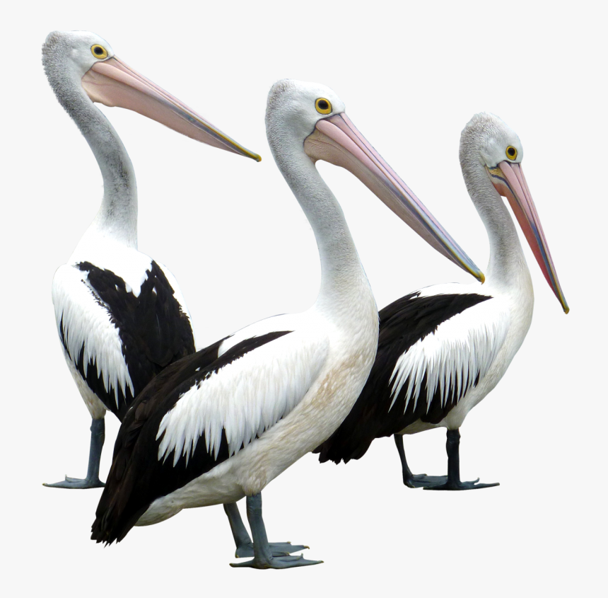 Pelicans Birds Png Image - Pelican Bird Png, Transparent Png, Free Download