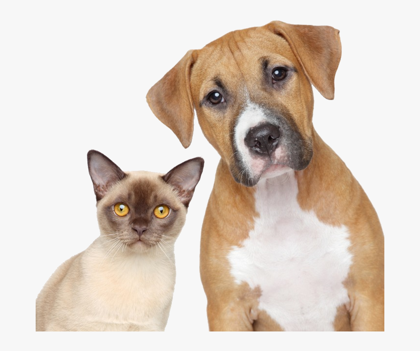 Cat And Dog Portrait, HD Png Download, Free Download