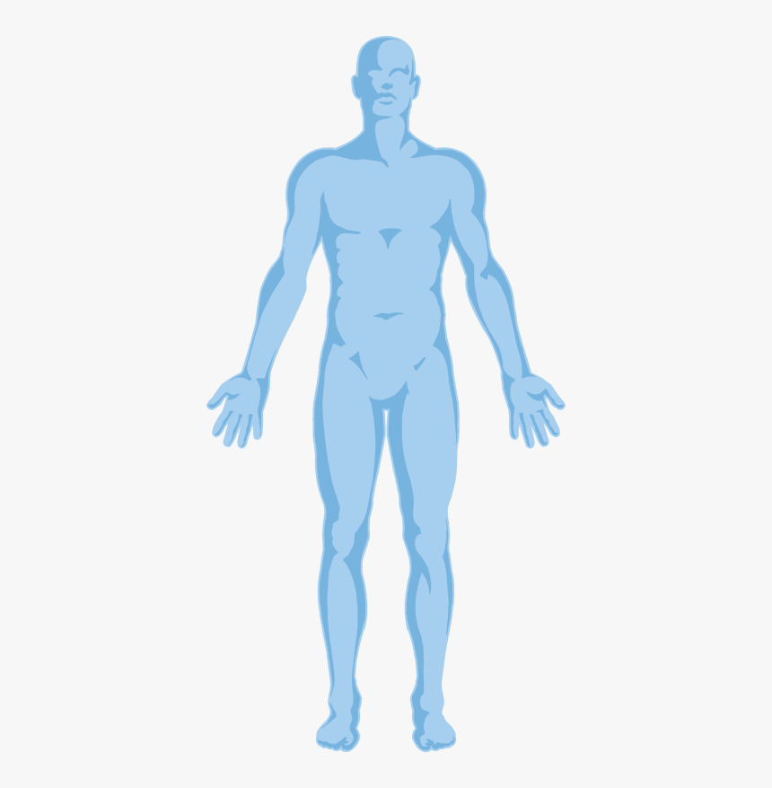 Human Body Transparent Background, HD Png Download, Free Download