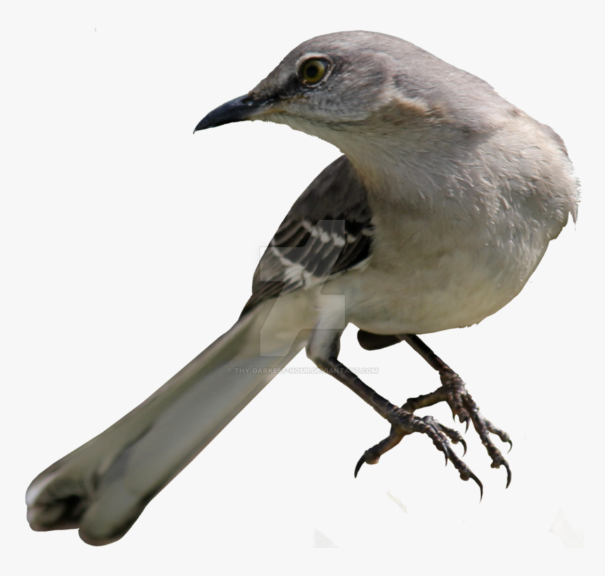 Northern Mockingbird Png 02 B - Transparent Mockingbird Png, Png Download, Free Download