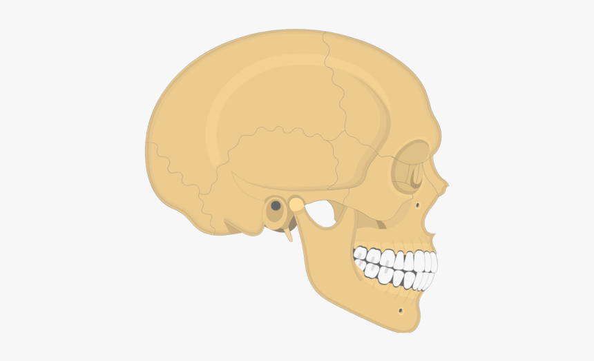 Skull Sutures - Lateral View - Sutures Of Skull Sphenofrontal, HD Png Download, Free Download