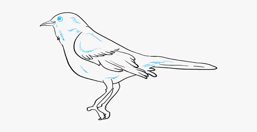 How To Draw Mockingbird - Scrub Jay, HD Png Download, Free Download