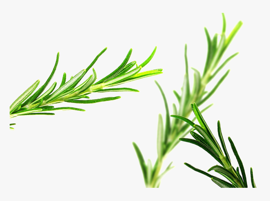 Rosemary Png Pic - Para Que Sirve La Romero, Transparent Png, Free Download