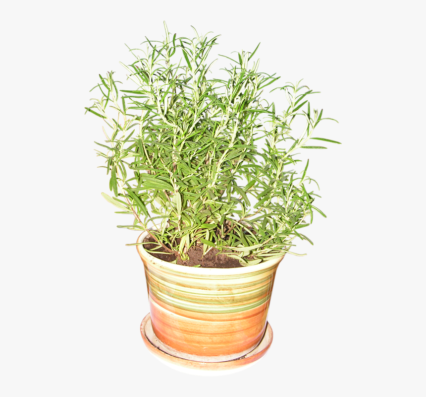Rosemary Plant Png Transparent, Png Download, Free Download