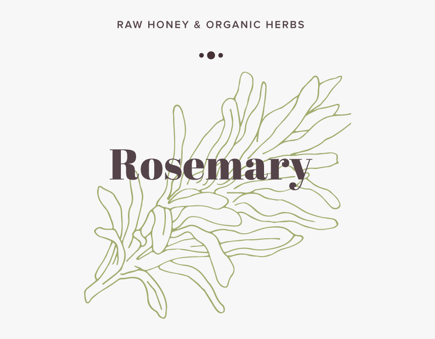 Rosemary, HD Png Download, Free Download