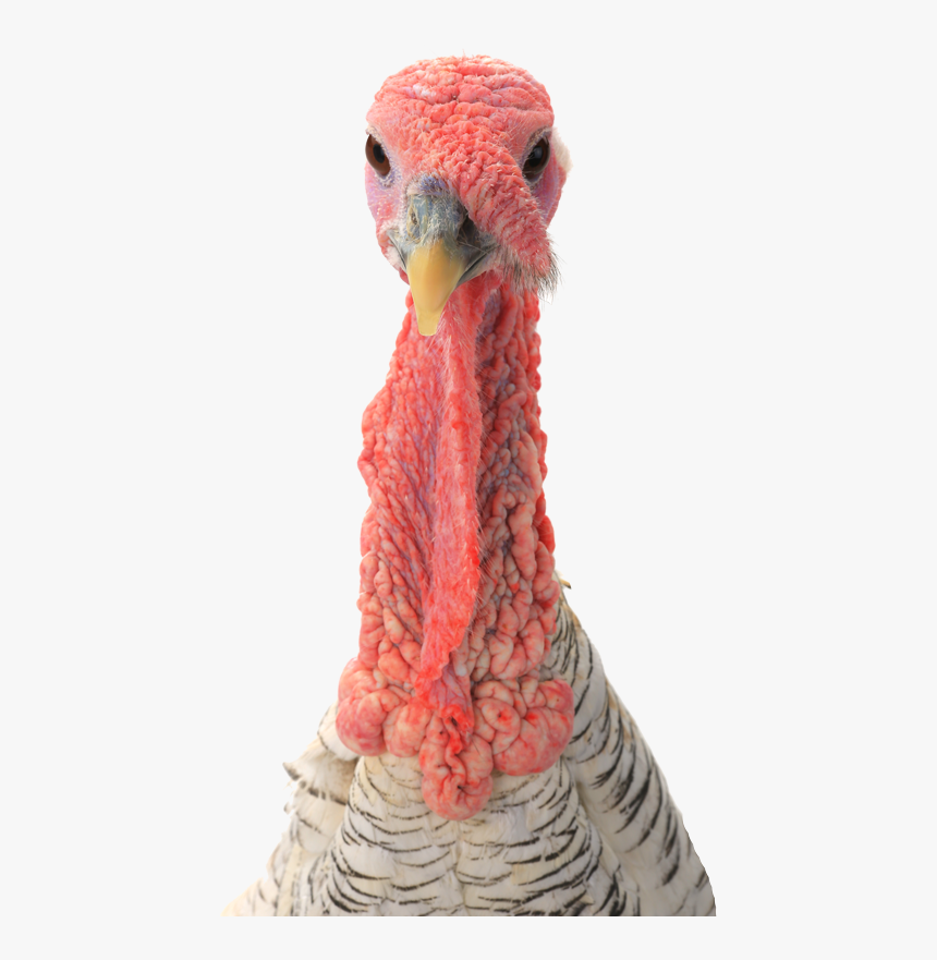 Transparent Turkey Head, HD Png Download, Free Download