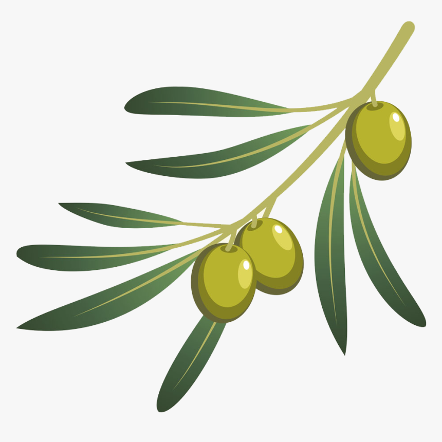 Olive Oil Olive Branch - Olives Branch Png, Transparent Png, Free Download