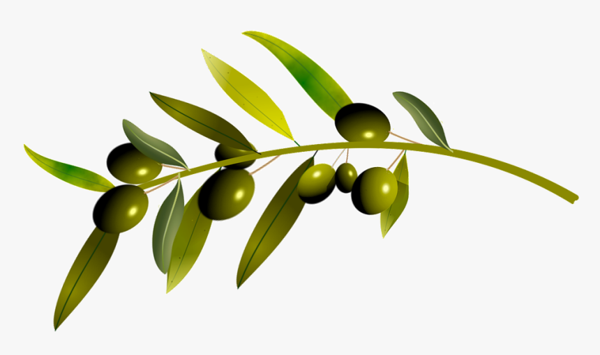 Olive, HD Png Download, Free Download