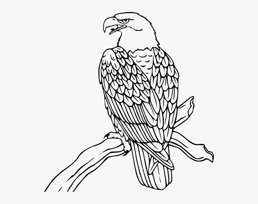 Bald Eagle Png Clip Arts - Bald Eagle Colouring Pages, Transparent Png, Free Download