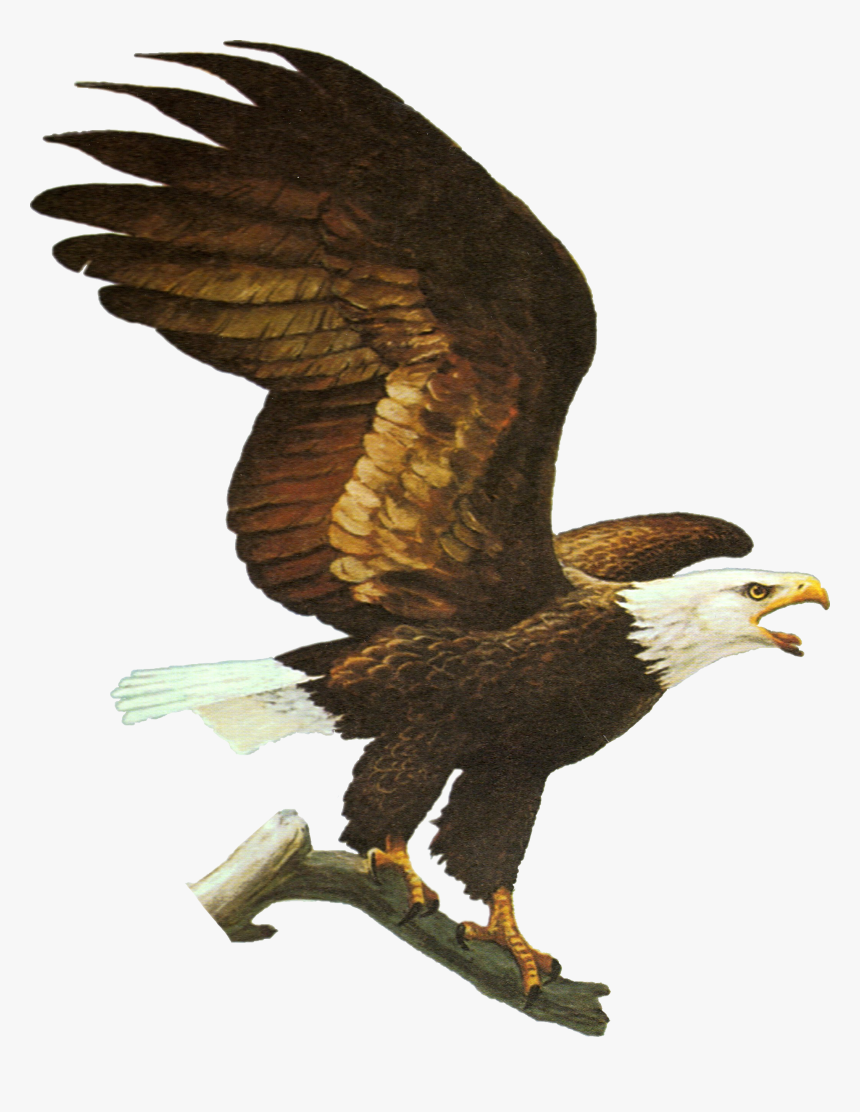 Eagle Perched Png, Transparent Png, Free Download