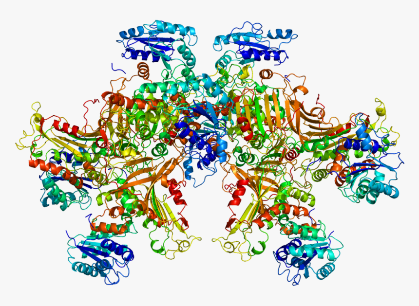 Protein G6pd Pdb 1qki - Protein G6pd Pdb, HD Png Download, Free Download