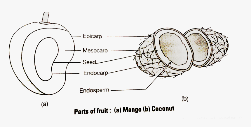 Parts Of Tender Coconut, HD Png Download, Free Download