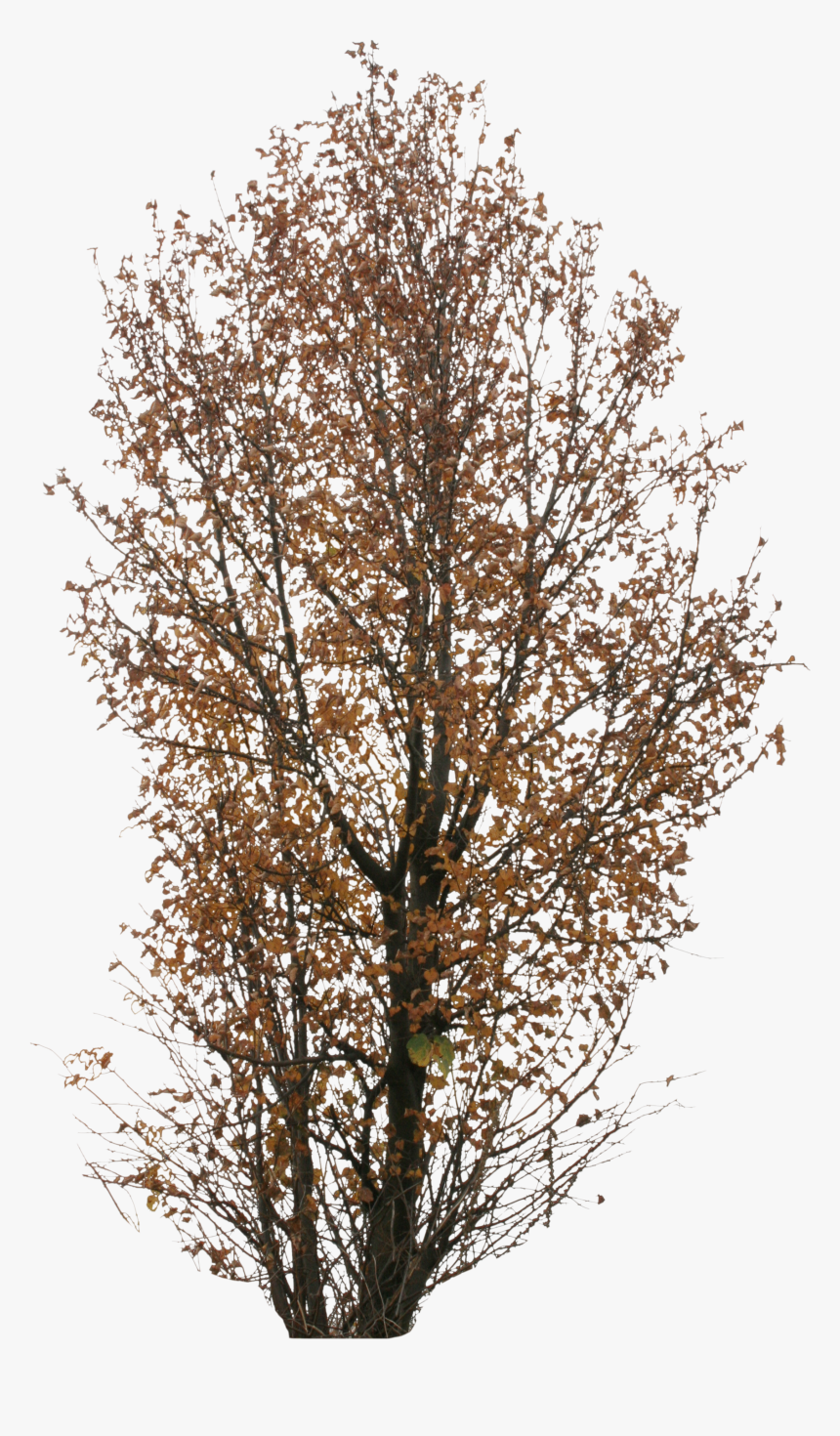 Transparent Trees Png - Autumn Tree Png, Png Download, Free Download