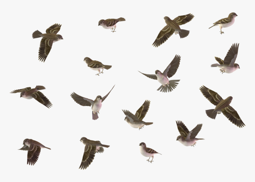 Sparrow Png Image - Sparrows Png, Transparent Png, Free Download