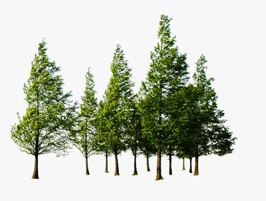 Forest High Quality Png - Forest Tree Png, Transparent Png, Free Download