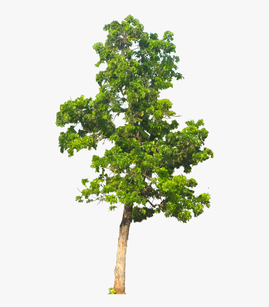 Tree Background Hd Png, Transparent Png, Free Download