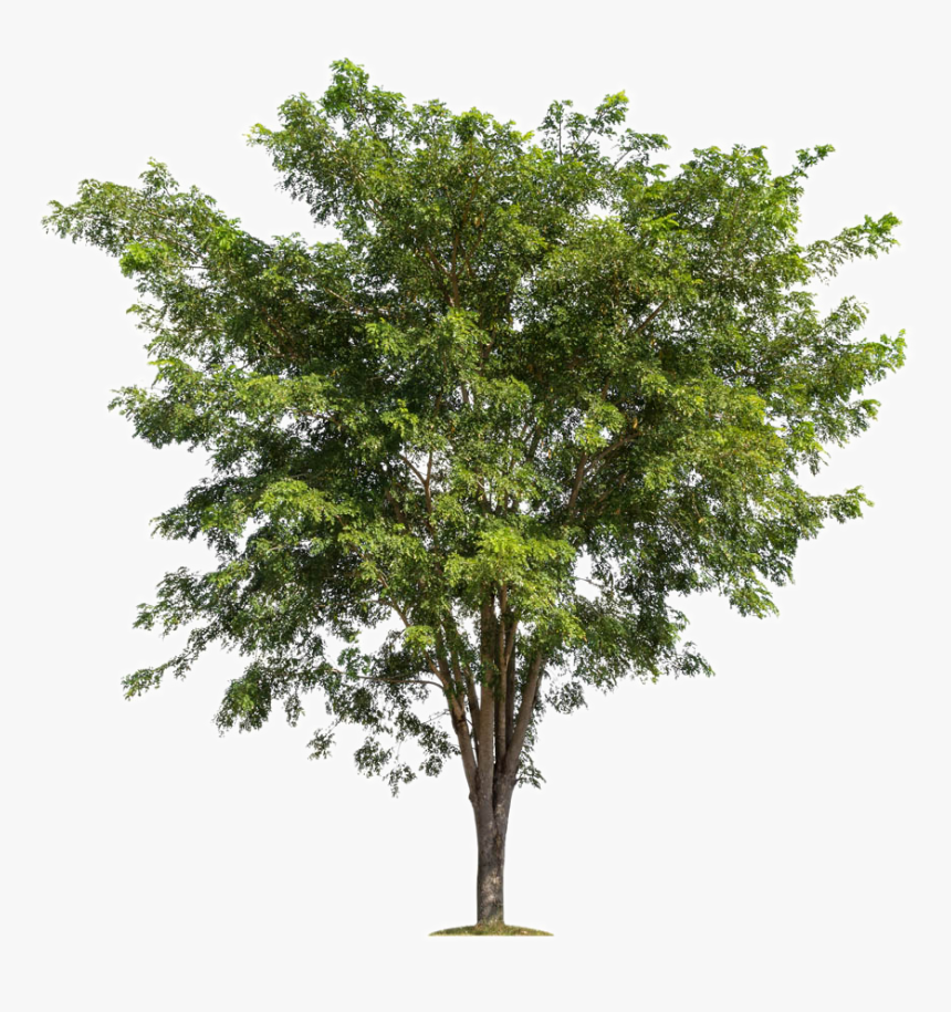Tree Branch Forest - Tree Png For Photoshop, Transparent Png, Free Download