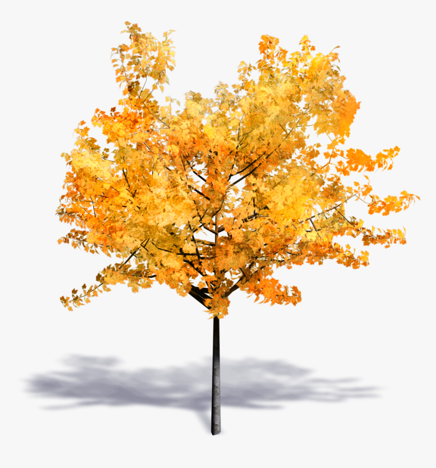 Autumn Tree Png - Fall Tree Transparent Background Png, Png Download, Free Download