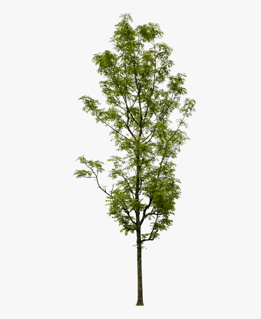 Fraxinus Excelsior Png, Transparent Png, Free Download