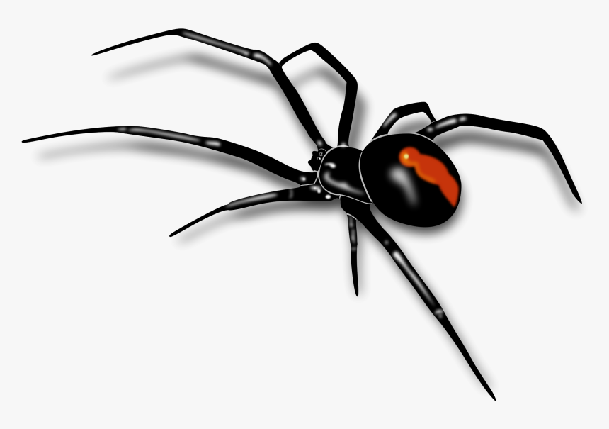 Spider Png Image - Black Widow Spider Drawing, Transparent Png, Free Download