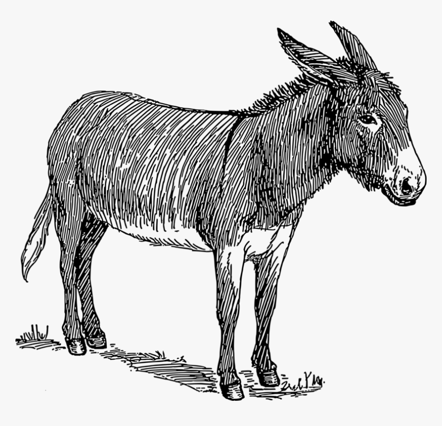 Donkey,art,livestock - Black And White Donkey Drawing, HD Png Download, Free Download